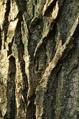 The bark of an old tree with a green tint, as the original natural texture for the background