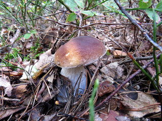 Mushrooms in forest