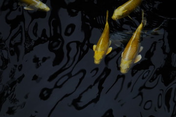 colorful koi fishes in a pond