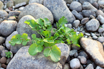 Stones and grass