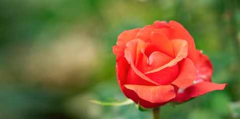 Red rose blooming in rosarium, close up view. Floral background. Single red rose blossoming. Rose flowering with red petals at summer. Blurred background. Selective soft focus