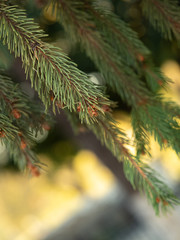 Green pine needles with small brown cone, close up view. Bokeh effect. White and golden bokeh. Pine tree in autumn forest. Blurred background. Selective soft focus