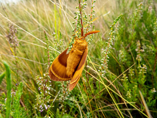 Night butterfly on a branch