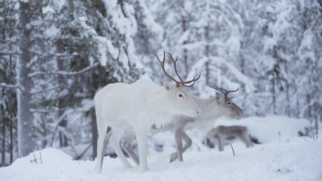 Slowmotion of a white reindeer standind in a snowy forest while other reindeer are walking around. Lapland Finland.