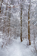Beautiful winter forest landscape