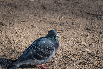 Common Pigeon in Winter