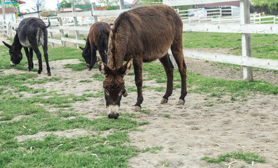 Herd of donkeys grazing in spring pasture