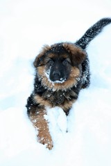German shepherd puppy longhair