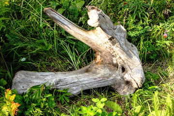 fallen tree in the forest lies in a clearing, tourist places