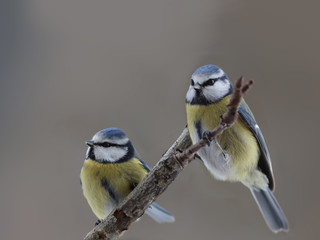 Three blue tits are sitting on a branch, on a blurred gray background ...