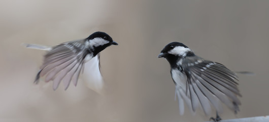 Animals, birds, coal tits, dynamics, counter movement, wave,  background, blurred, gray, nature, wildlife,
