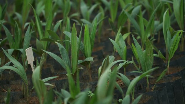Still close up shot of coyol / macauba palm tree seedlings in bags, ready to be planted on an oil production farm in Brazil