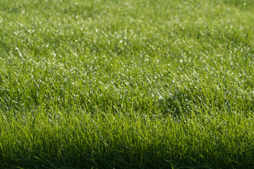 Lawn care green wet grass
