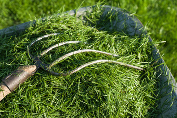 Lawn care green wet grass