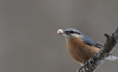 Nuthatch on a branch with ...eanuts in its beak ...