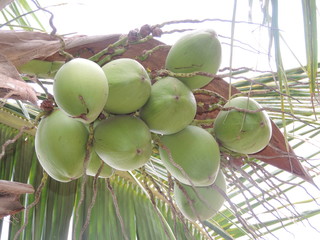 Cacho de coco