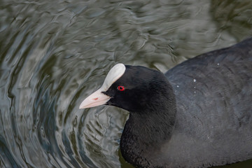 Eurasian Coot in Pond in Winter
