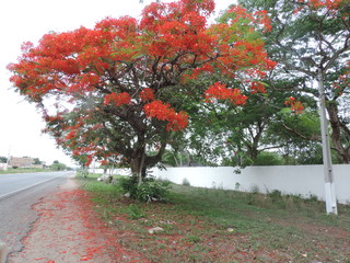P&eacute; de Bougainville