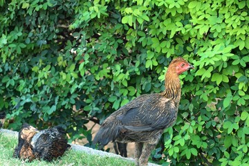 Gamecocks on the grass
