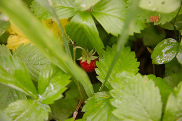 forest berry