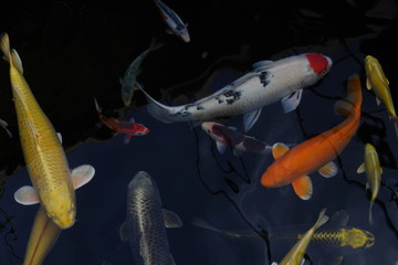 beautiful multicolor koi fishes in a pond