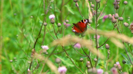 ladybug on a flower