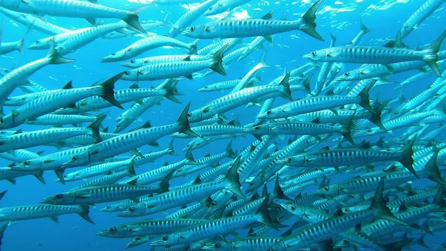 School of barracuda fishes