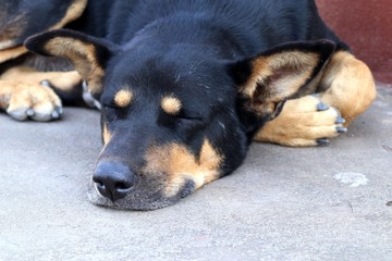 Roadside dog sleeping on ground