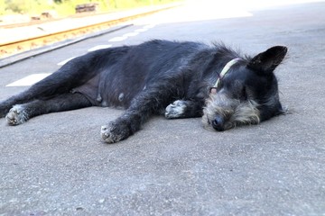 Roadside dog sleeping on ground