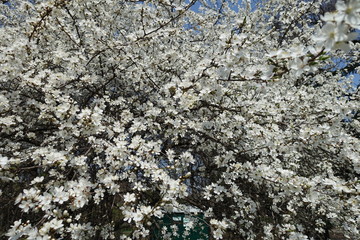 Lots of white flowers of Prunus cerasifera tree in spring