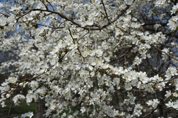 Shoots of Prunus cerasifera covered with white flowers in spring