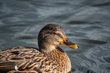 Female Mallard Duck in Pond in Winter