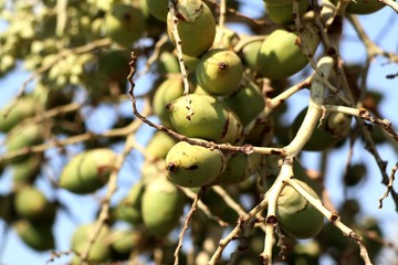 Betel palm on tree