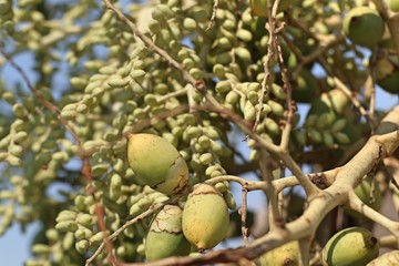 Betel palm on tree