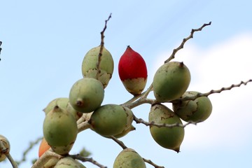 Betel palm on tree