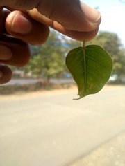 hand holding a plant