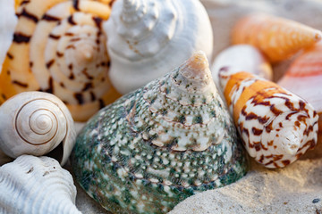 Sea Shells
