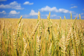 Obraz premium Ripe wheat ears in a field