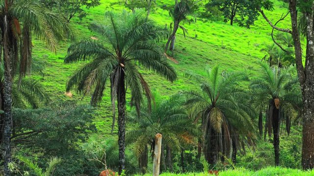 Static shot of coyol, or macauba palm tree plantation in Brazil behind a fence, producing alternative oil