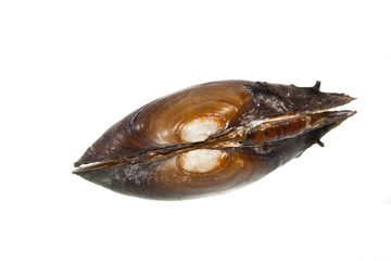 seashell isolated on white background