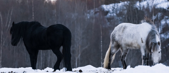 Konie na polanie to horses © Dreamnordno