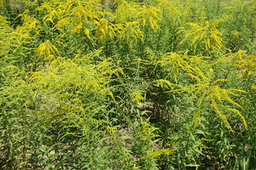 Bright yellow flowers of Solidago canadensis in mid summer