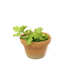 Fototapeta premium Fresh coriander leaves in pot isolated on white background