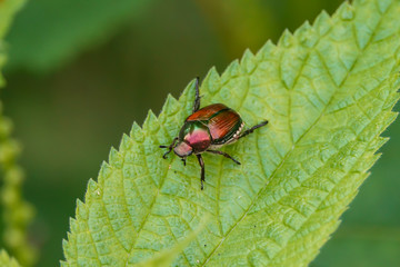 Japanese Beetle on Leaf in Summer