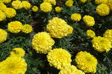 Closeup pf yellow flower heads of Tagetes erecta