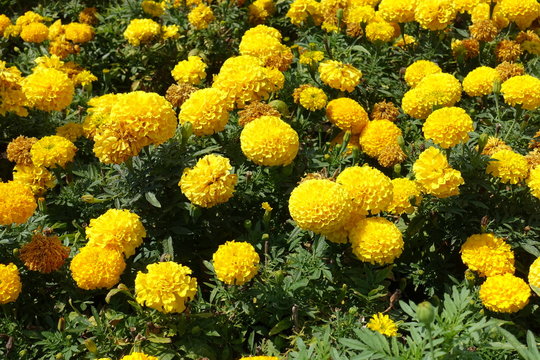 Plenty of yellow flower heads of Tagetes erecta