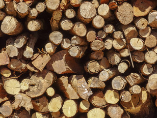 Fototapeta premium Rural dry wood branch firewood stack prepare for burning on winter season.