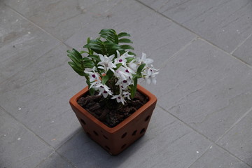 Naklejka premium beautiful orchid flowers blossom