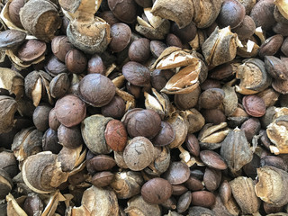 drying organic Sacha inchi peanut at outdoor park.