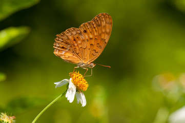 Leopard butterfly is feeding on a flower